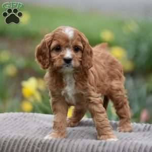 Joyce, Cavapoo Puppy